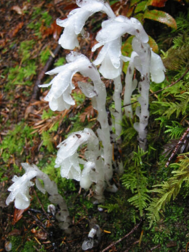 Traditional forest medicinal plant ghost pipe used differently today